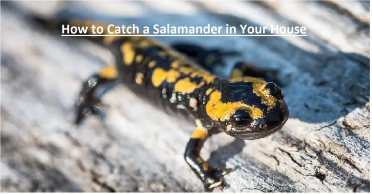 How to Catch a Salamander in Your House – Ultimate Guide