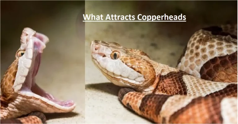 What Attracts Copperheads? The Answer May Surprise You!