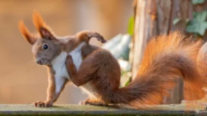 What-To-Do-if-You-Get-Scratched-by-a-Squirrel-1024x576