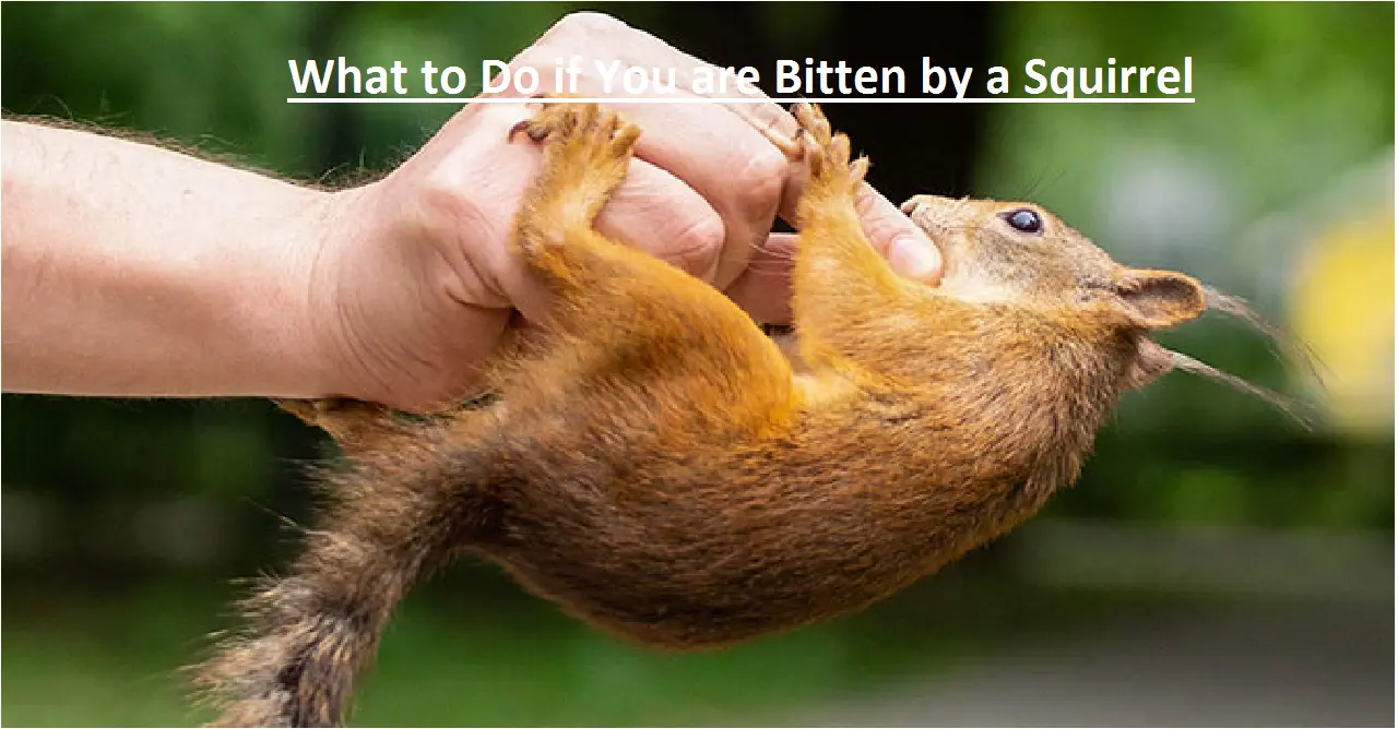 What to Do if You are Bitten by a Squirrel