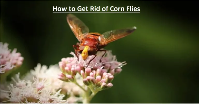 How to Get Rid of Corn Flies – Effective Methods