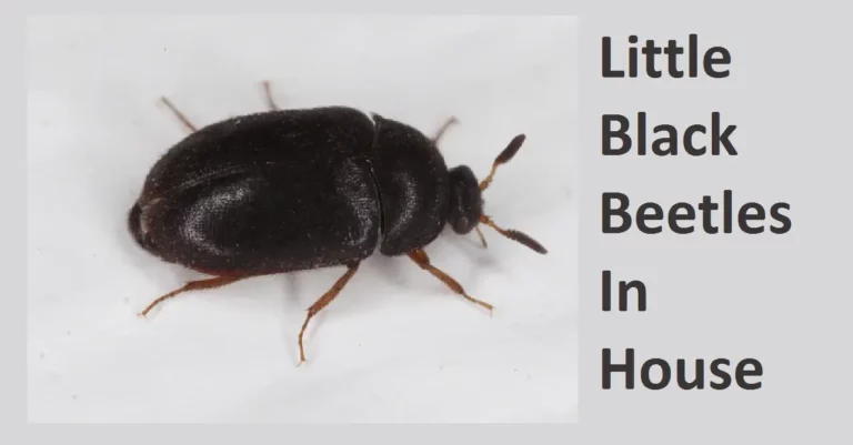 Little Black Beetles In House: What Are They?