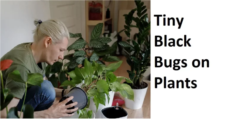 Tiny Black Bugs on Plants: What are They and How to Get Rid of Them?