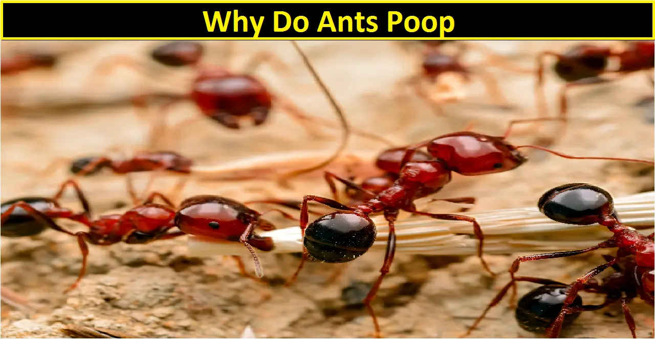 Why Do Ants Poop