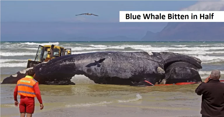 Blue Whale Bitten in Half in 2022: What Caused It?