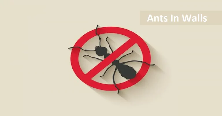 Ants In Walls: Identifications And Control Guide