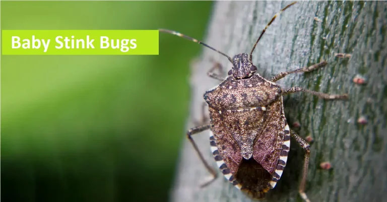 Baby Stink Bugs: What Are They & How to Get Rid of Them?